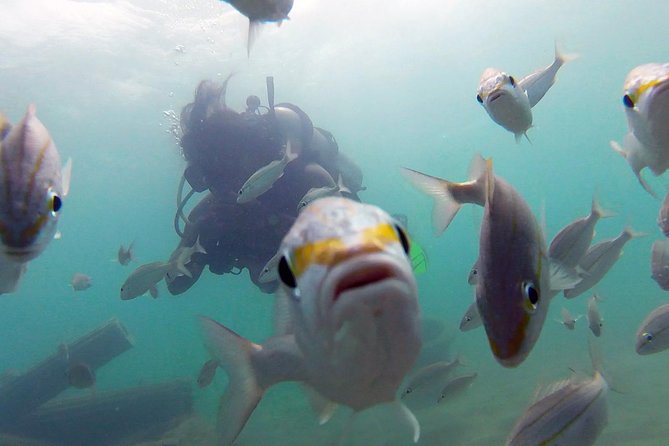 Beginner Scuba Diving With Turtles and Videos, San Juan