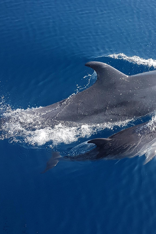 Benalmadena: Dolphin Sighting Boat Tour