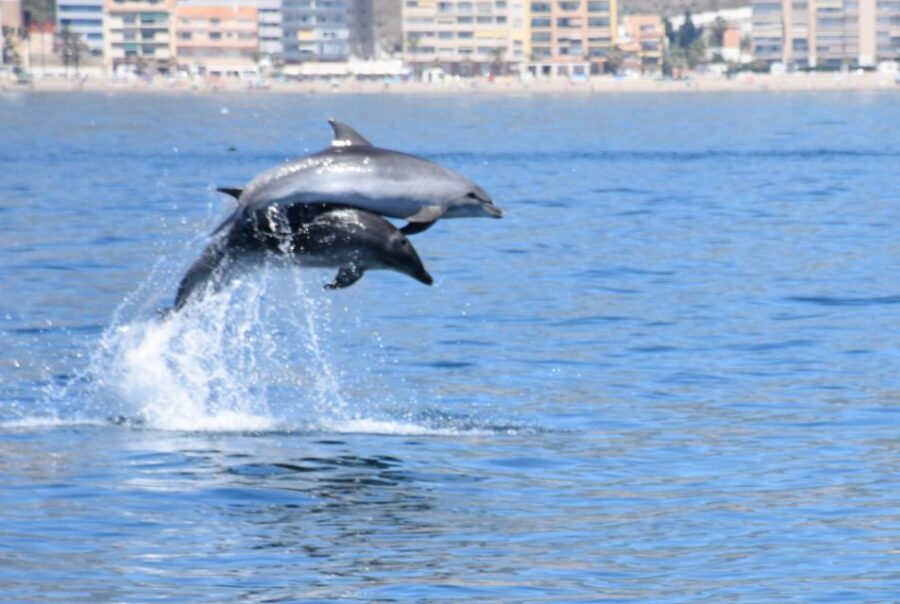 5 Best Dolphin Watching Tours In Benalmadena