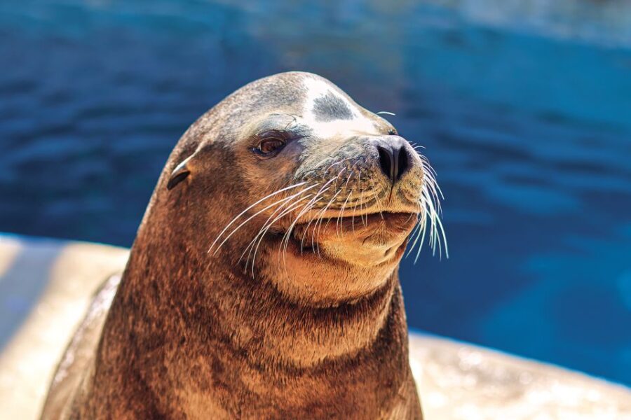 Benidorm: Mundomar Animal Park 1-Day Ticket - Ticket Pricing and Availability