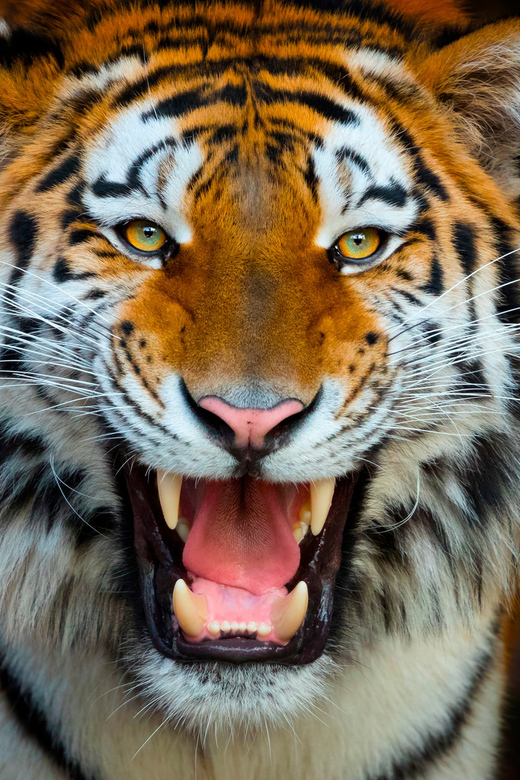 Benidorm: Terra Natura and Aqua Natura Combo Day Ticket - Ticket Pricing and Discounts