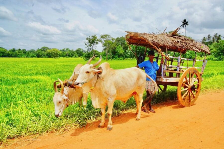 Bentota Guided Cycling Tour and Village Tour - Tour Overview