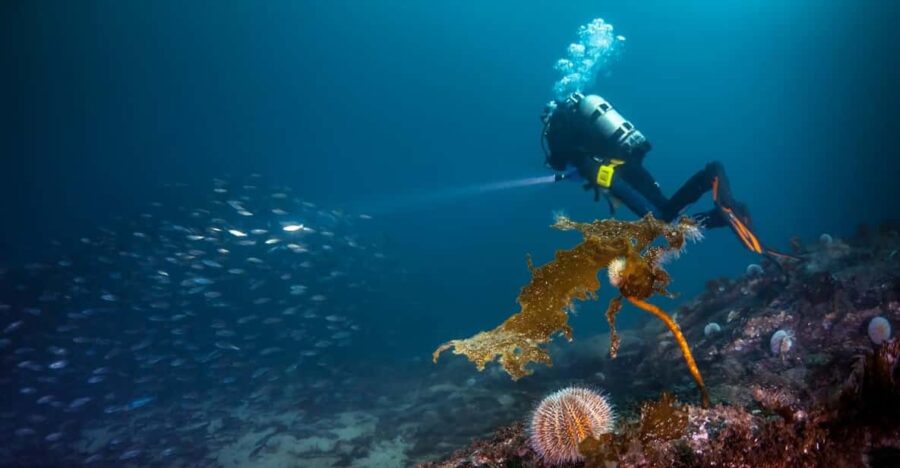 Bergen: Guided Scuba Diving