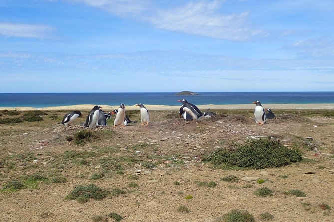 Berthas Beach and Stanley Private Tour