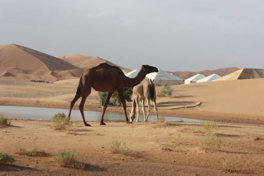 Best 4 Day Desert Round Tour From Marrakech - Tour Overview and Pricing