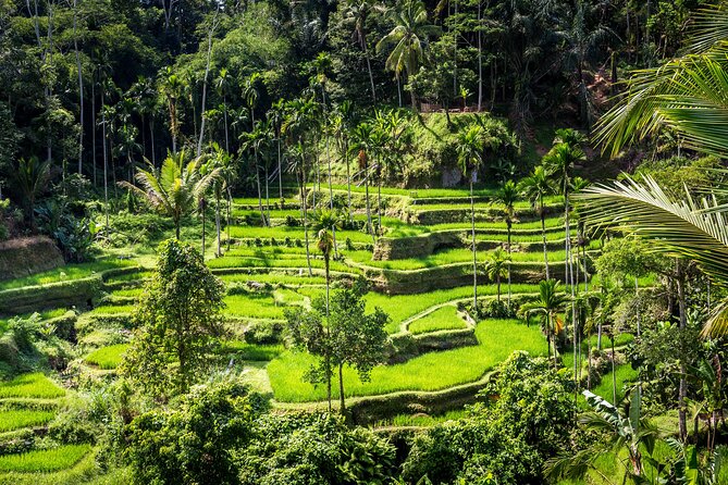 Best of Ubud - Private Guided Full-Day Tour, Ubud, Bali