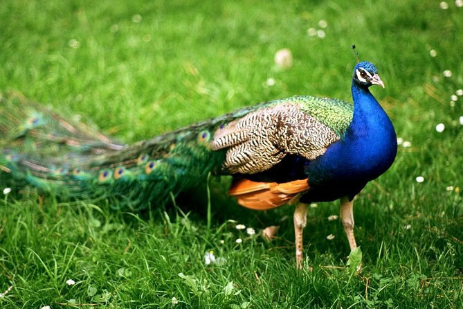 Bharatpur Bird Watching & Wildlife From Delhi - Tour Inclusions