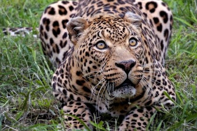 Big 5 Aquila Safari Full Day Tour and Lunch