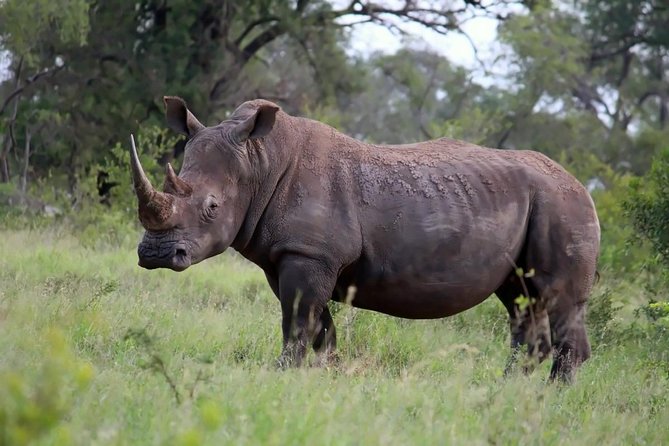 Big 5 Kruger National Park 2 Days Safari From Johannesburg