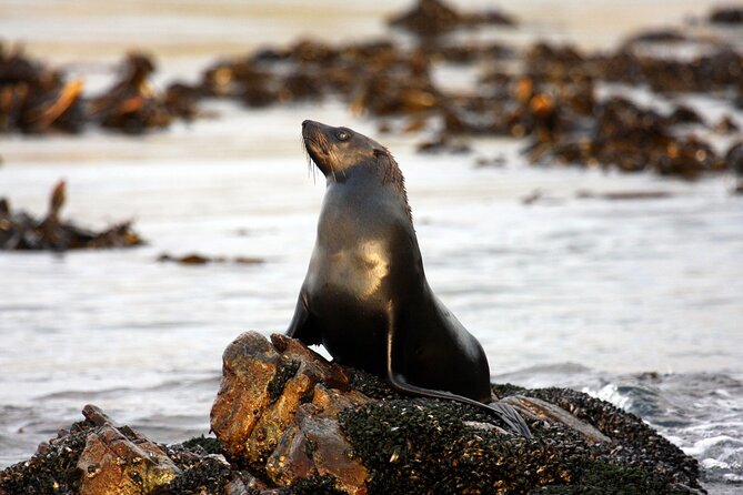 Big 5 Sea Safari in Walker Bay From Gansbaai