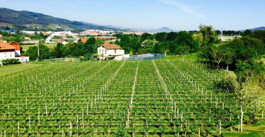 Bilbao: Guided Txakoli Wine Tasting