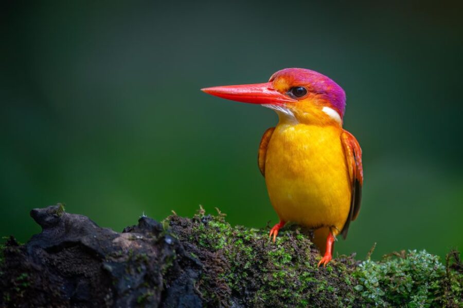 Birdwatching Around Yogyakarta