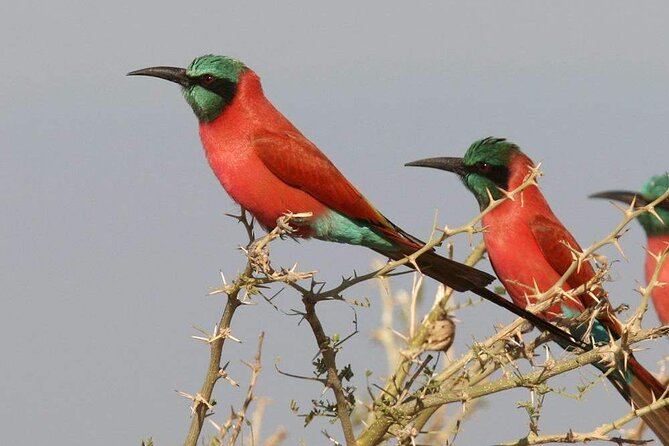 Birdwatching Tours