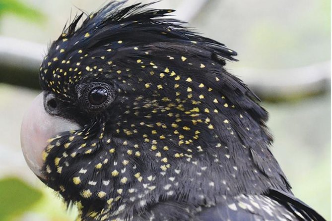 Birdworld Kuranda Entry Ticket - Overview and Admission