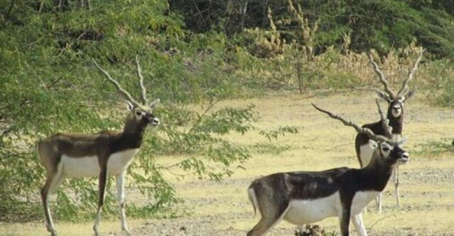 Bishnoi Village Safari Private Half Day Tour