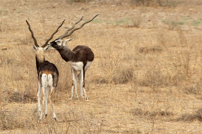 Bishnoi Village Safari