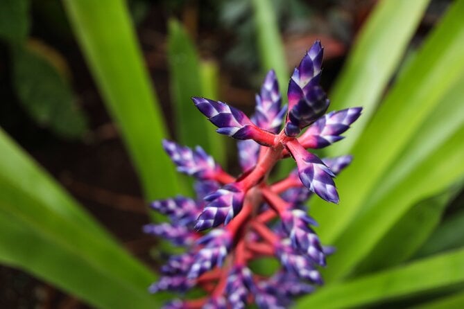 Bloedel Conservatory Admission Ticket - Overview of the Bloedel Conservatory