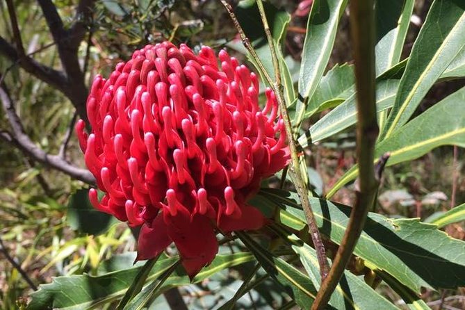 Blue Mountains Day Tour Including Parramatta River Cruise