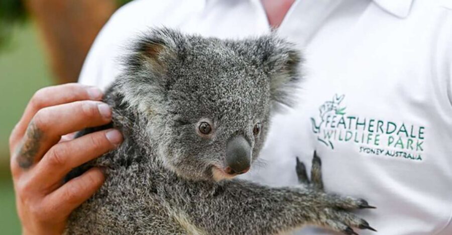 Blue Mountains: Private Tour With Wildlife and River Cruise