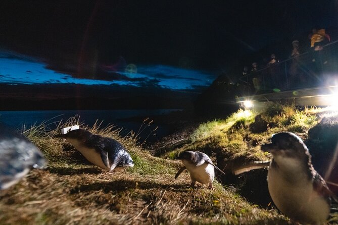 Blue Penguins Pukekura- Late Tour Penguin Viewing - Tour Overview