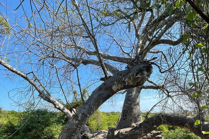 Blue Safari Tour - Tour Overview and Experience