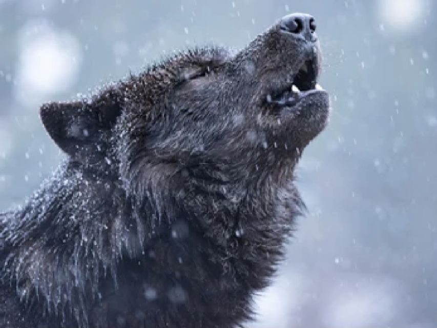 Bozeman: Yellowstone Wolves and Winter 4Day/3Night Adventure - Overview and Pricing