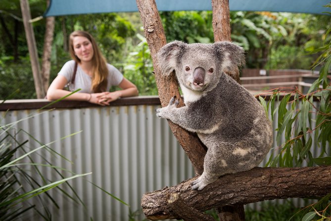 Breakfast With the Koalas at Hartleys Crocodile Park From Cairns or Palm Cove