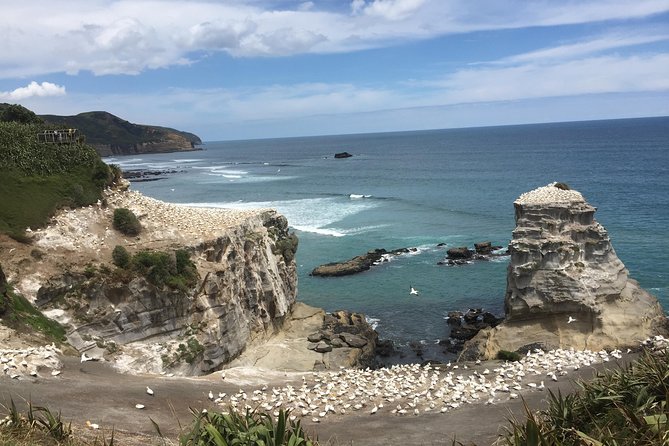 Breathtaking West Coast, Rainforest, Beach and Boobies – German Private Tour