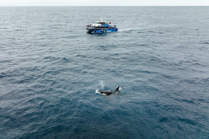 Bremer Canyon Killer Whale (Orca) Expedition - Tour Overview