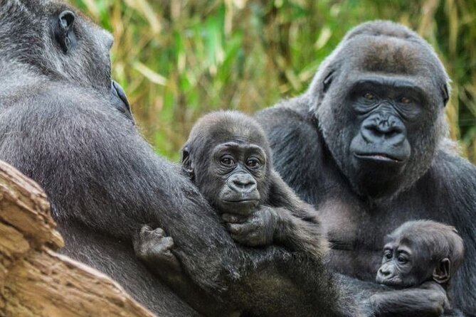 Bronx Zoo Admission Ticket - Overview of the Bronx Zoo