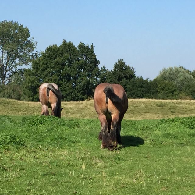 Bruges: Flatlands Guided Bike Tour - Tour Overview