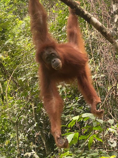 Bukitlawang Orangutan : 3 Days Group Jungle Trek - Activity Overview