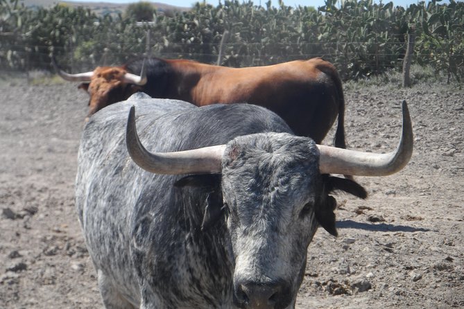 Bull Breeding Farm: Guided Half-Day Tour From Seville - Detailed Tour Information