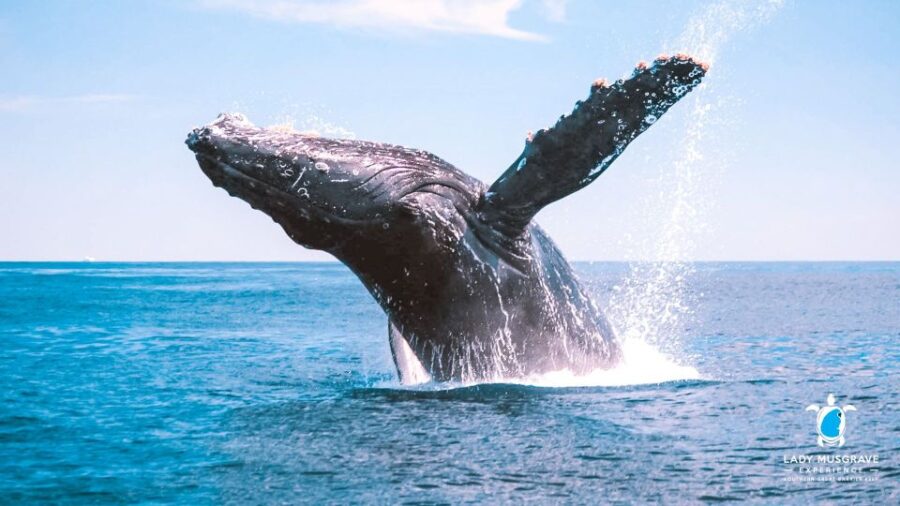 Bundaberg: Whale Watching Sightseeing Cruise With Lunch - Activity Overview
