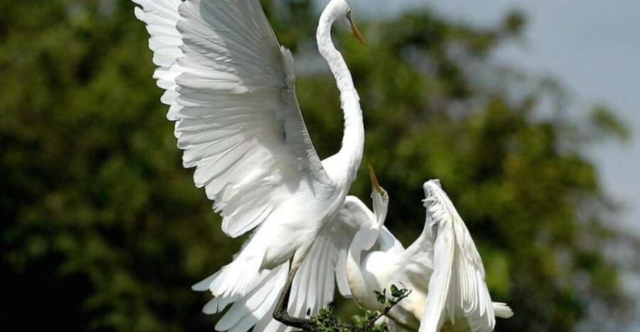 Bundala National Park Sunrise Wildlife Expedition - Activity Overview