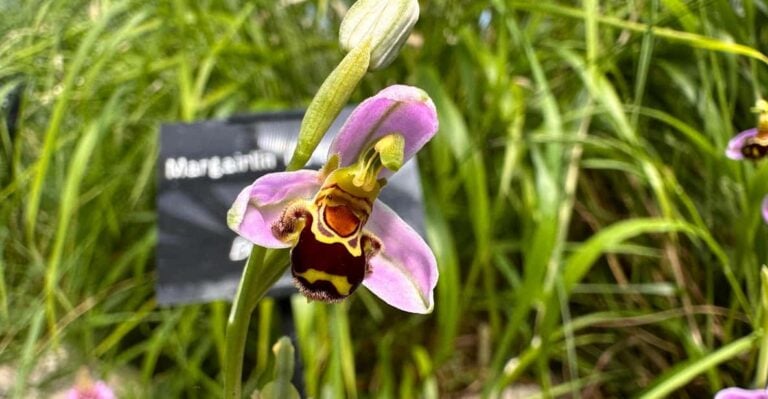 Burren Botany Experience