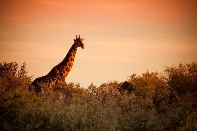 Bush Safari
