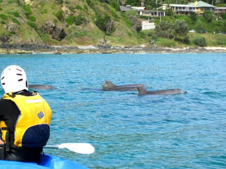 Byron Bay: Sea Kayak Tour With Dolphins and Turtles