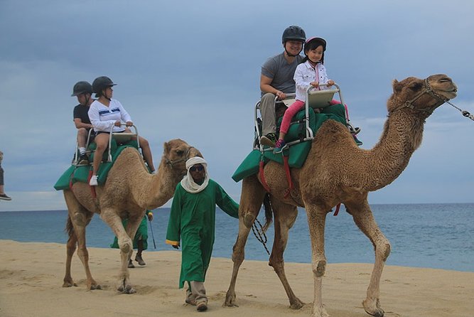 Cabo San Lucas Camel Ride and Encounter on Beach and Desert