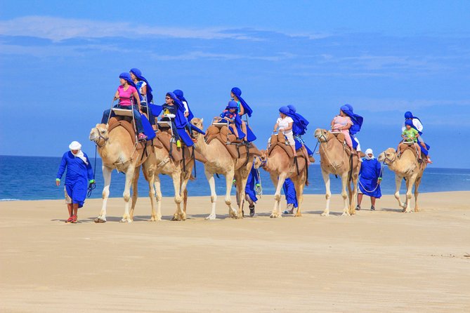 Cabo San Lucas Camel Ride With Mexican Buffet and Tequila Tasting