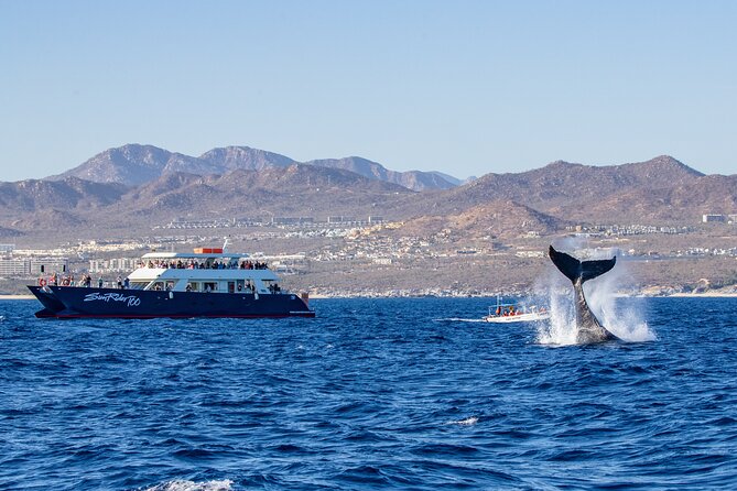 Cabo San Lucas Whale Watching Lunch Cruise