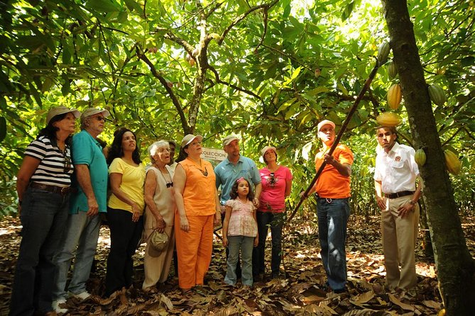 Cacao Plantation and Chocolate Factory Tour- Chocolate Lovers - Highlights of the Tour