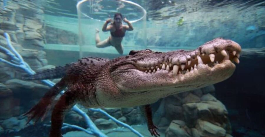 Cage Of Death Crocodile Swim and Entry to Crocosaurus Cove