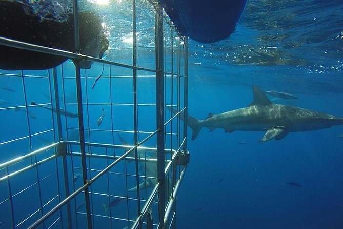 Caged and Cageless Shark Snorkelling on Durbans Aliwal Shoal