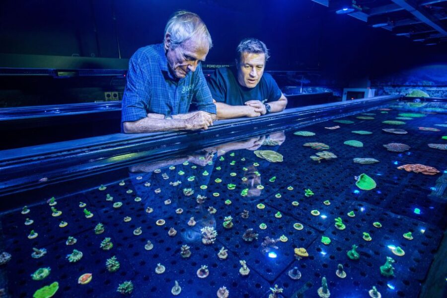 Cairns: Aquarium Entry Ticket and Coral Conservation Tour
