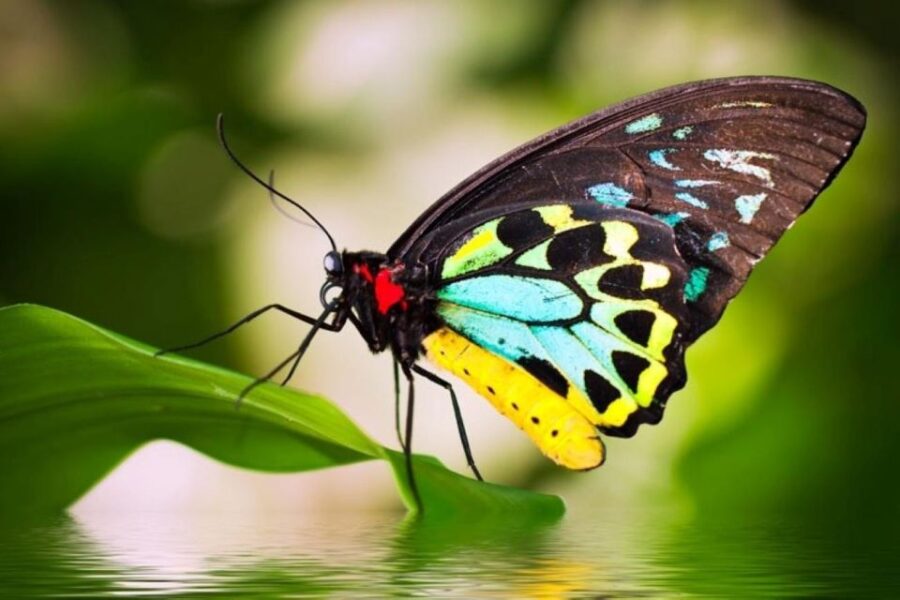 Cairns: Kuranda Scenic Railway, Rainforest & Aboriginal Tour