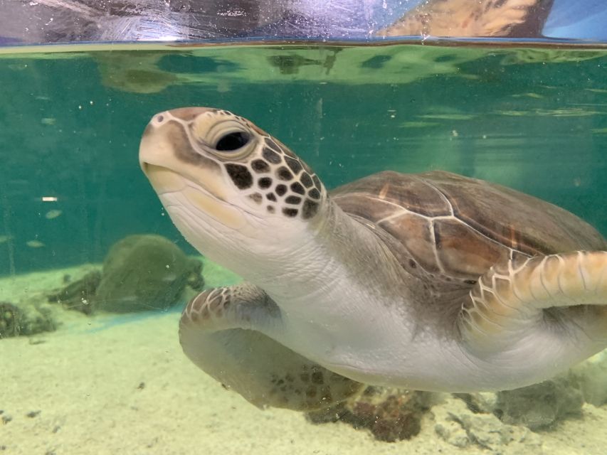Cairns: Marine Life Encounter - Guided Behind-the-Scenes Experience
