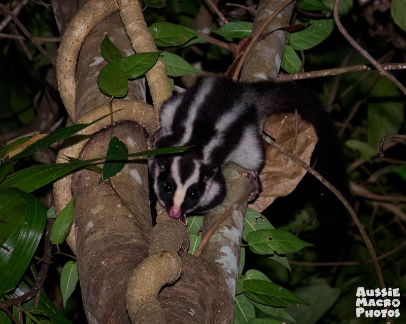 Cairns: Night Walk in Cairns Botanic Gardens - Activity Overview