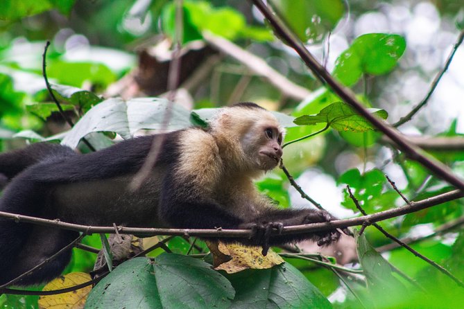 Canoe Tour in Tortuguero National Park