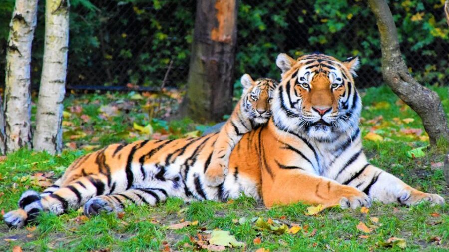 Canter Safari: Skip-the-line Entry Ranthambore Tiger Reserve - Activity Overview and Pricing